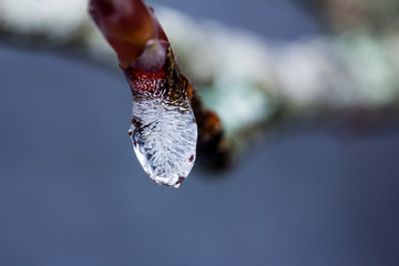 frozen water on tree