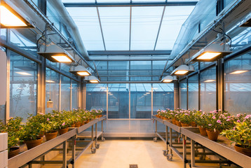 Anzucht von Wirtspflanzen im Gewächshaus, Blick in Kabine mit Pflanzen und Natrium Gas Hochdrucklampen