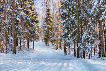 Beautiful winter forest in sunny weather.