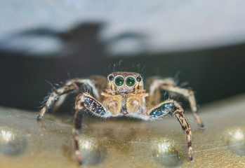 spider on the ground