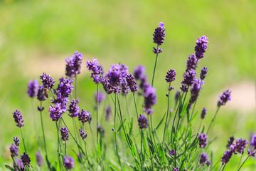 Field of lavender flowers