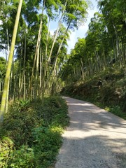 Narrow road through bamboo forest on Mogan Mountain, China