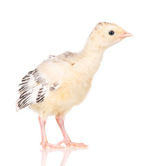 Cute little newborn chicken turkey, isolated on white background. One young nice big bird.
