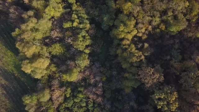 Drone flight above a forest in autumn revealing the magnificent fall colors.