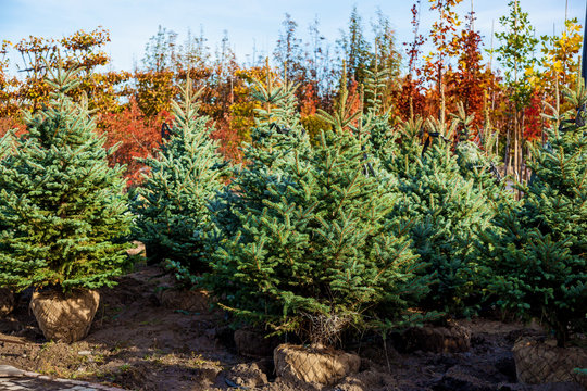 Sale Of Trees In The Garden Center