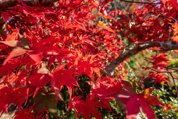 Bright red leaves on Japanese maple tree in autumn