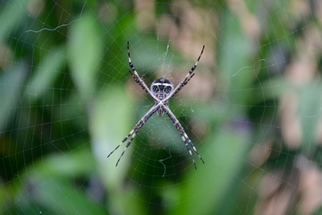 spider on its web