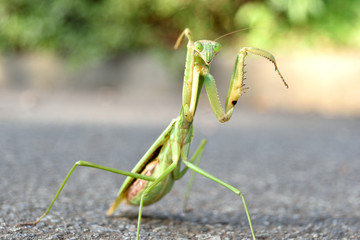 Mantis exiting from grass