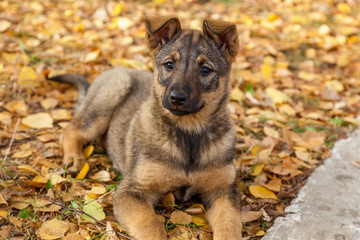 cute puppies in yellow leaves