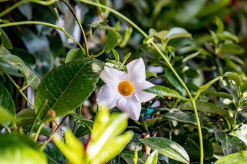 Vue rapprochée d'une belle fleur blanche