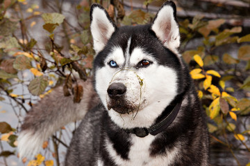 Dog breed Siberian Husky with algae on the nose in the autumn forest