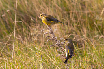 Erlenzeisige auf Fehmarn