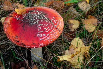 Fliegenpilz auf einen Waldboden mit Laub