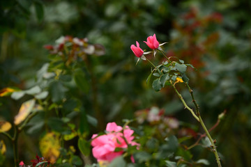 Autumn roses in a garden.