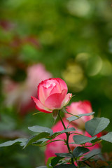 Autumn roses in a garden.