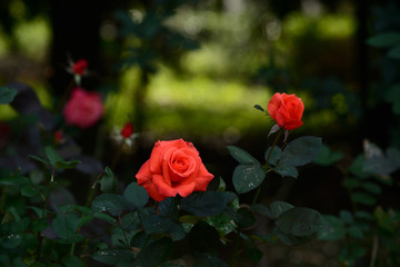 Autumn roses in a garden.