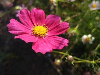Pink flower close-up in the garden. Cosmos on a sunny summer day.