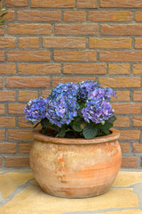 Hortensia flowers in a clay pot