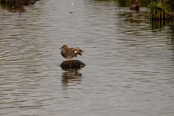 Schnatterente steht auf Erdhaufen im Wasser