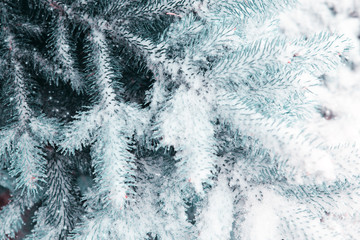 Snow-covered blue fir tree. Winter background with snow.