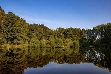 Waldrand spiegelt sich im See