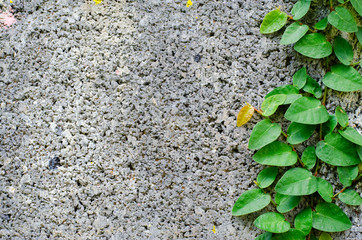 green leaf on brick wall.