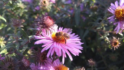 Obraz premium Bee on a flower in the garden on a summer day