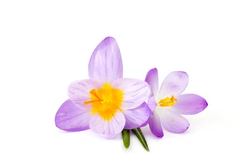 Photo sur Plexiglas Crocus crocus - l& 39 une des premières fleurs du printemps