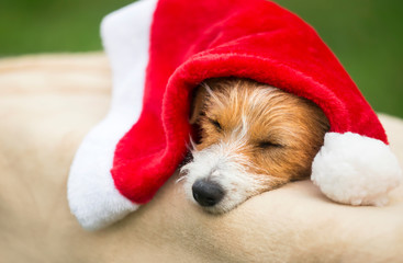 Christmas happy lazy pet dog puppy resting with Santa Claus hat