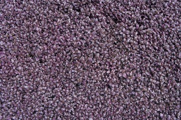 Background image leaves ; Vegetable plants