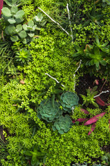 Background image leaves ; Vegetable plants