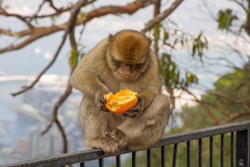 Barbary macaque from Gibraltar sits on a railing and eats an orange