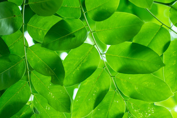 Close-up  Leaved Green Nature As Background