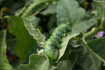 Close up Caterpillar, green worm is eating leaf