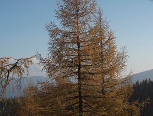 schutzwald im gebirge
