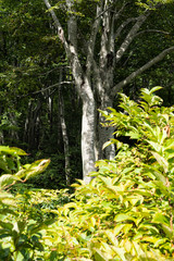 Fototapeta premium 茶屋池周辺のブナ林