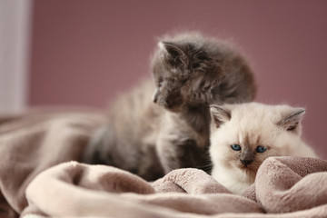 Cute little kittens on soft plaid