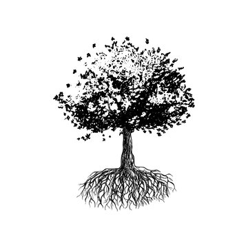 Tree of Life, Oak Tree Hand Drawn