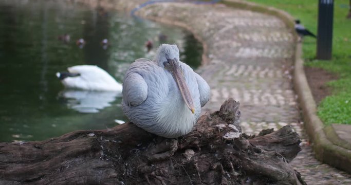 the pelican is sleeping