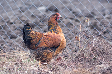 The brown chicken in the garden late fall is looking for food_