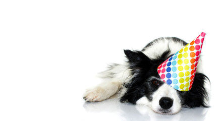 CUTE BORDER COLLIE DOG CELEBRATING A BIRTHDAY OR NEW YEAR PARTY WITH A MULTI COLORED POLKA DOT HAT. LYING DOWN WITH A LOVELY EXPRESSION. ISOLATED STUDIO SHOT AGAINST WHITE BACKGROUND.