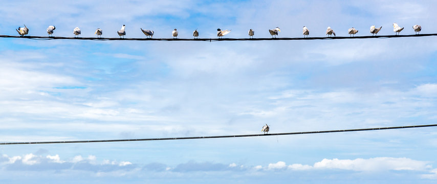 Individuality symbol, think out of the box, independent thinker concept or individuality as a group of pigeon birds on a wire with one individual in the opposite direction as a business icon. 