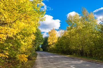 Asphalt road among the yellow trees in autumn sunny day. 