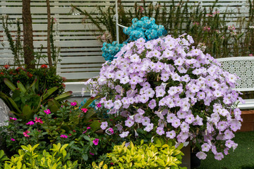 Close up of petunia flower