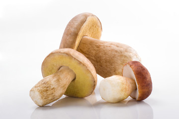 Group of boletus mushrooms, Porcini Mushroom. Studio shoot.