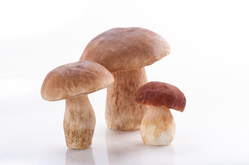 Group of boletus mushrooms, Porcini Mushroom. Studio shoot.