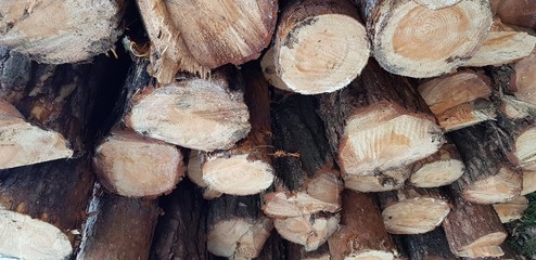 pile of wood logs