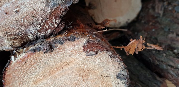 closeup of tree trunk