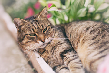 Cat and nature