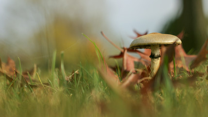 Vista macro di un fungo in campagna sul prato verde ricoperto da foglie secche con lo sfondo sfocato